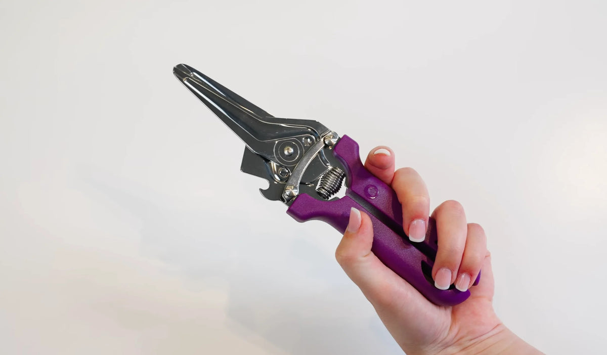 Eine Hand, die eine Gartenschere mit violettem Griff vor einem schlichten weißen Hintergrund hält.